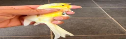 Finches birds for sale: waterslager canary Hen - Advert 1