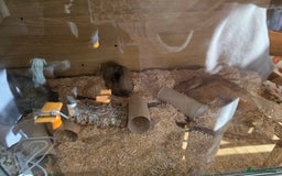 Snake reptiles for sale: Hognose snake  - Advert 10