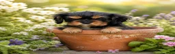 Cavalier King Charles Spaniel dogs for sale: Cavalier King Charles Spaniel Puppies - Advert 3