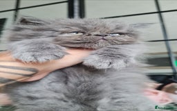 Persian cats for sale: Beautiful persian kittens  - Image 12