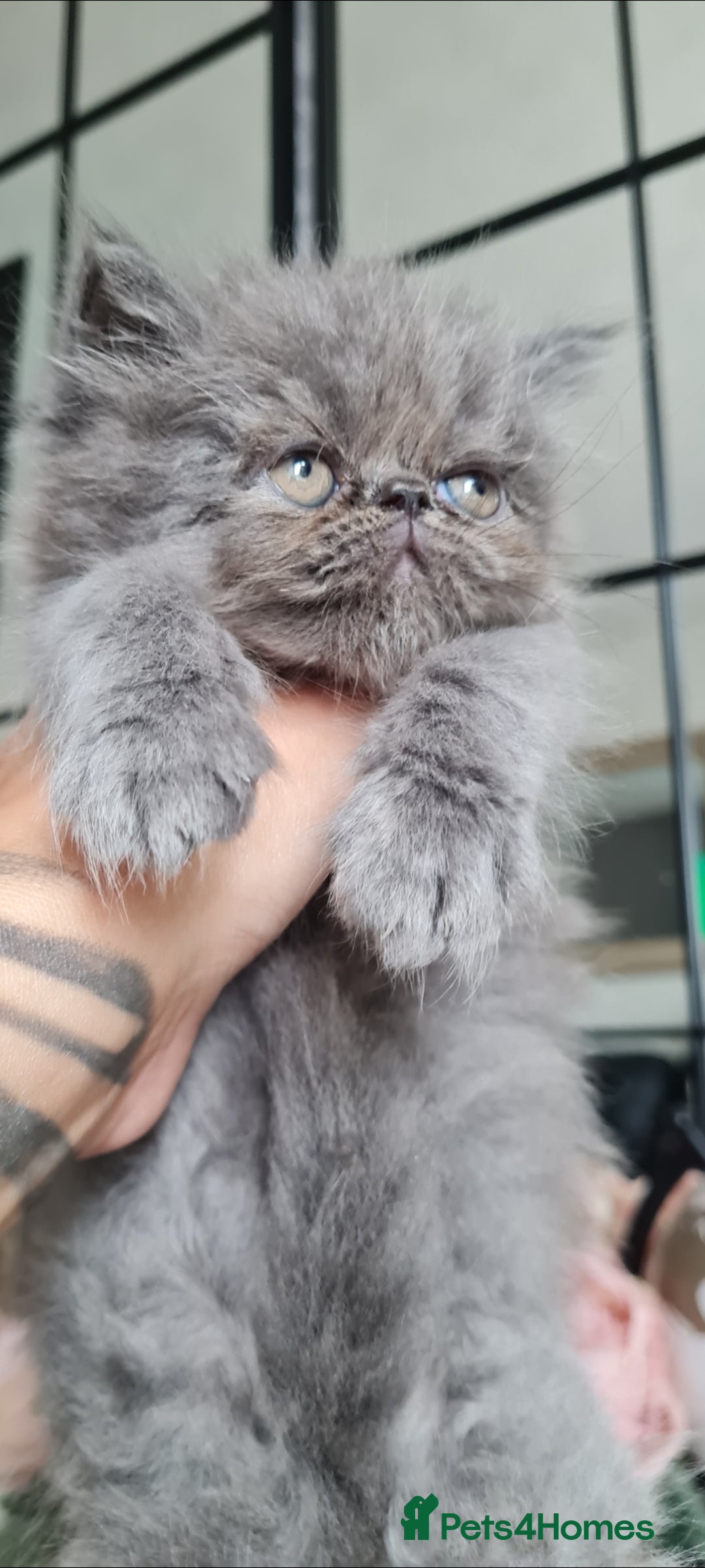Persian cats for sale: Beautiful persian kittens  - Image 12