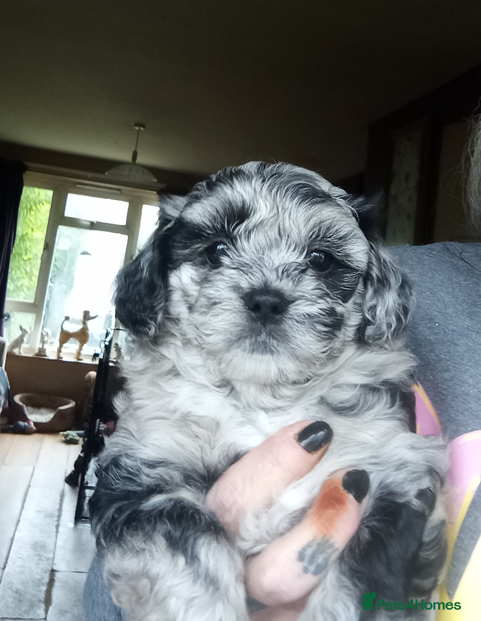 Poodle dogs POODLE CROSS PUPS  - Advert 2