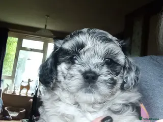 Poodle dogs POODLE CROSS PUPS - Advert 2