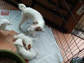 Parson Russell dogs Parson Russell Terrier pups - Advert 1