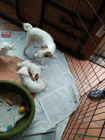 Parson Russell dogs Parson Russell Terrier pups - Advert 1