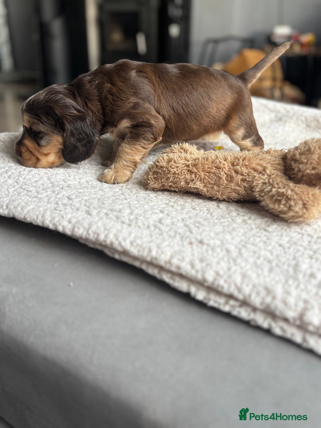 Cocker Spaniel dogs for sale: 🐾[Simbawood Lines]KC Show Cocker Spaniels🐾 - Advert 3