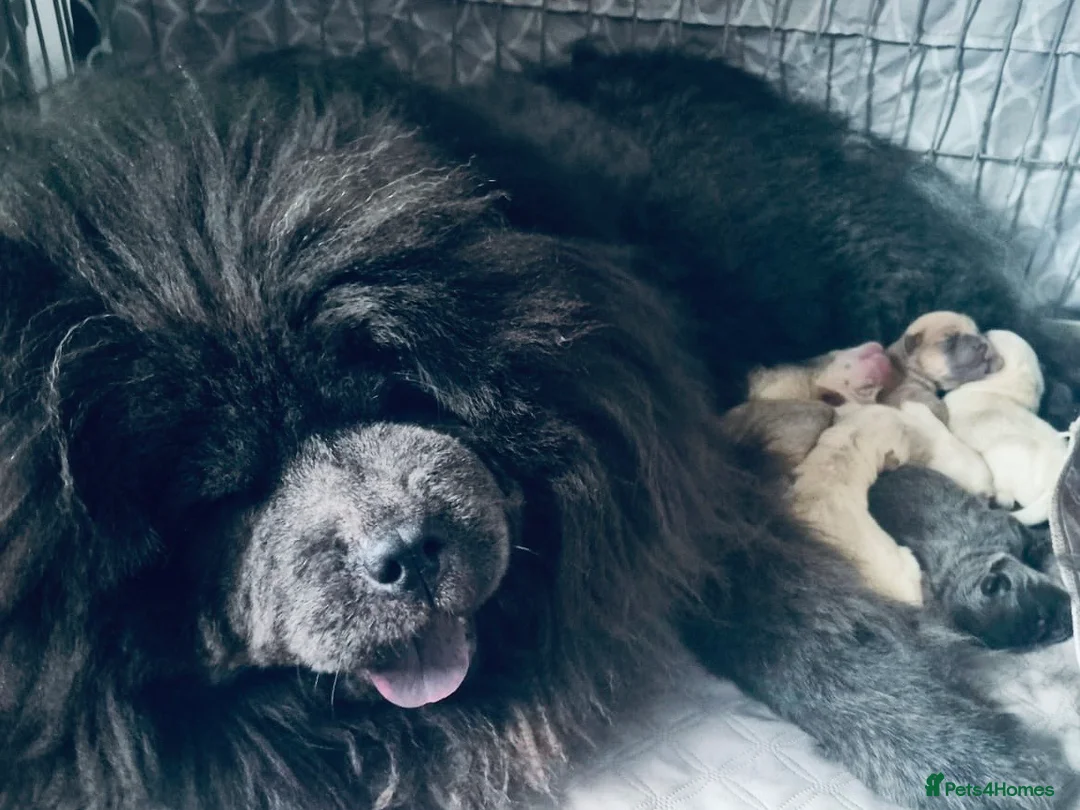 Chow Chow dogs for sale: Stunning Chow Chow puppies 🐶  in Caerphilly - Advert 2