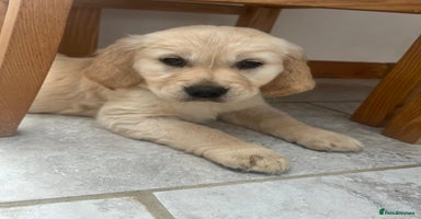 Golden Retriever dogs - Advert 11