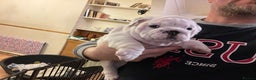 English Bulldog dogs for sale: English bulldogs - Advert 26