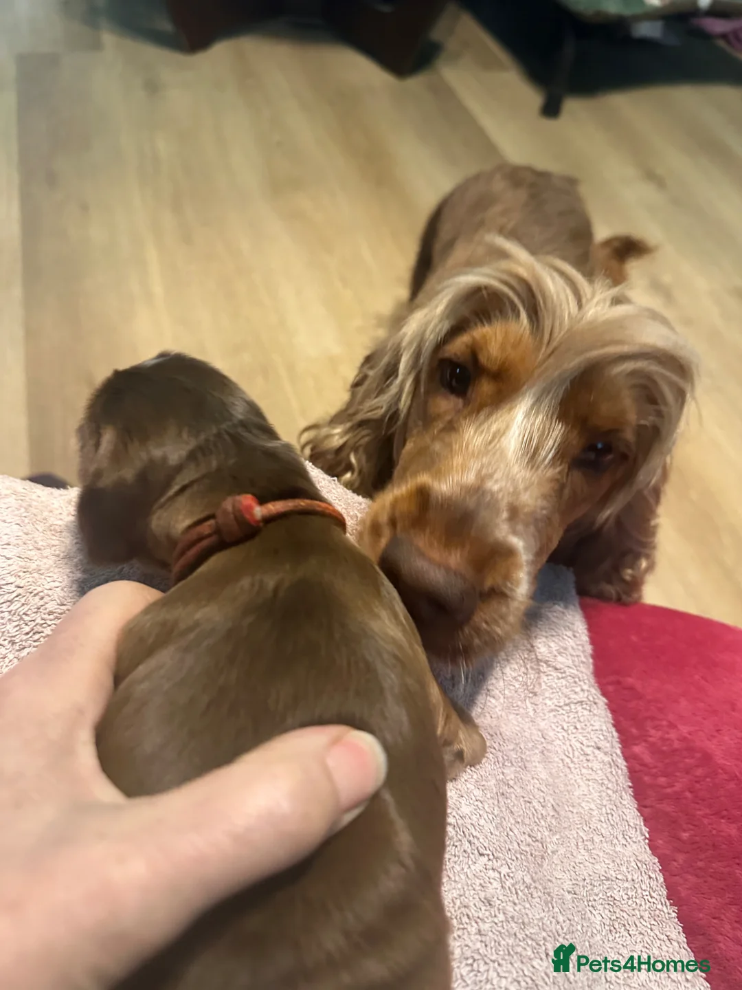 Cocker Spaniel dogs for sale: KC Show Cocker Spaniels - sable - Advert 2