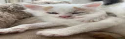 Mixed Breed cats for sale: Beautiful long hair kittens  - Advert 22