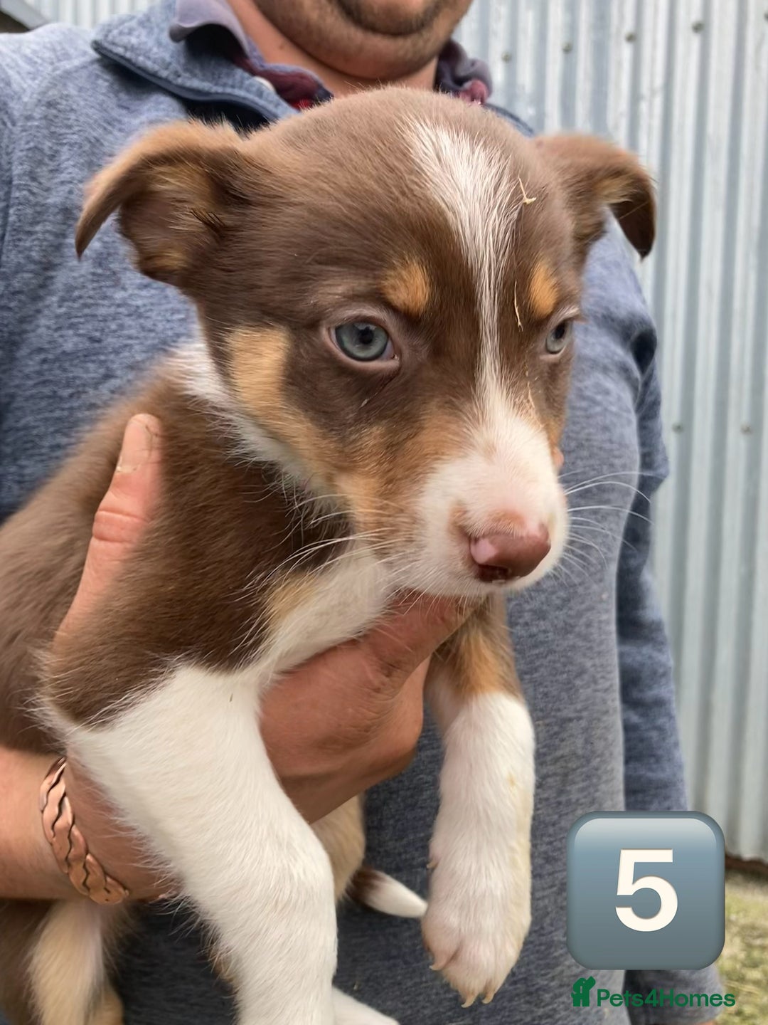 Mixed Breed dogs for sale: Huntaway Cross Puppies - Image 5