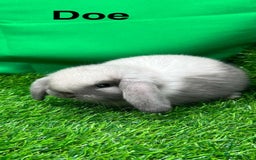 Mini Lop rabbits for sale: Beautiful baby mini lops for sale. Ready now - Image 1