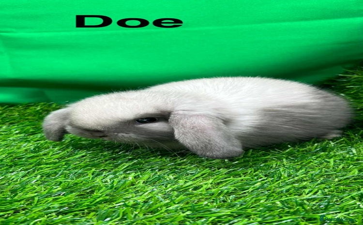 Mini Lop rabbits - Advert 8