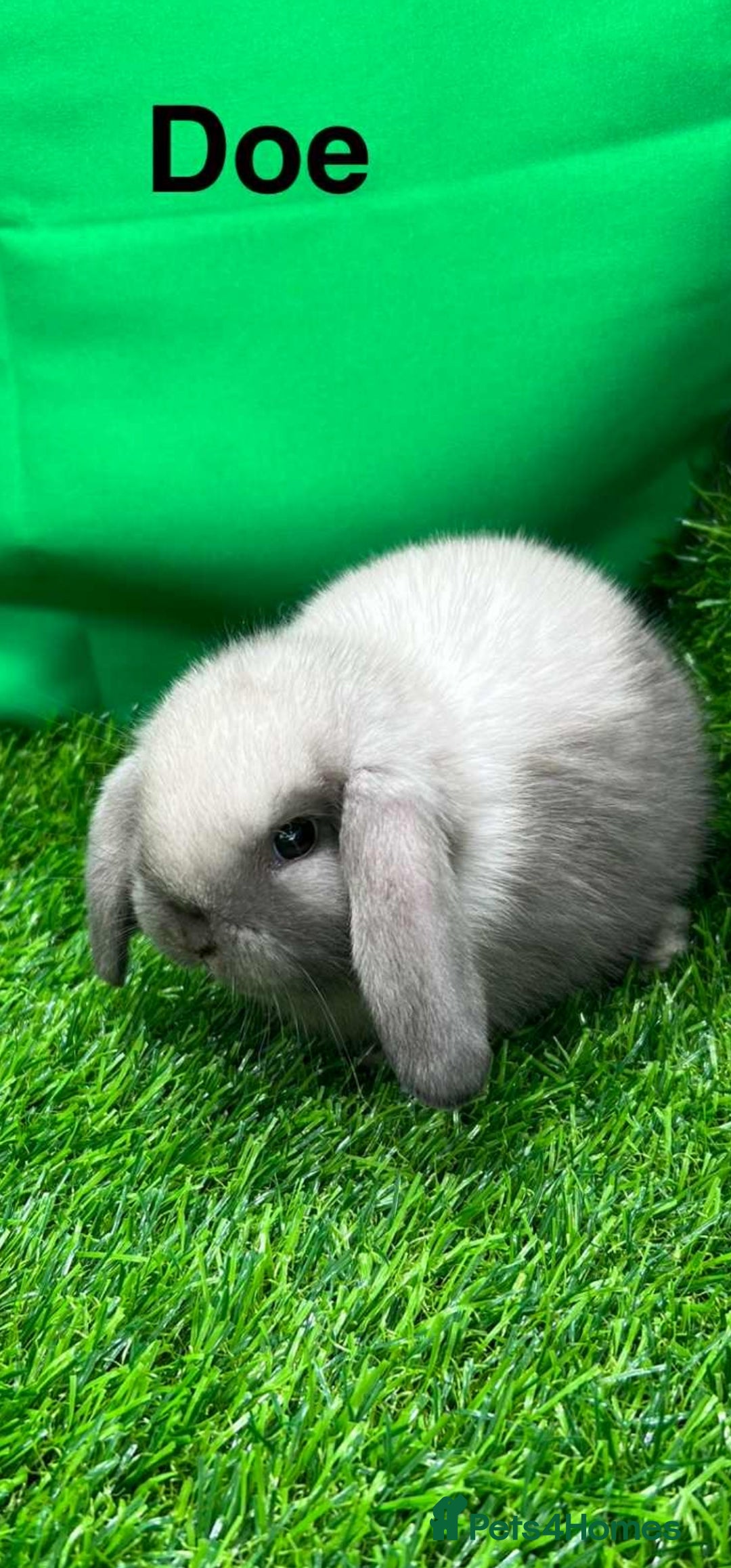 Mini Lop rabbits for sale: Beautiful baby mini lops for sale. Ready now - Image 1