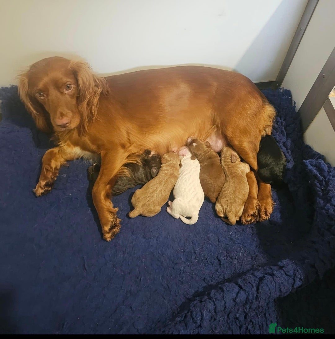 Toy Poodle dogs for stud: GRANDSON OF RICO! Health tested KC Toy Poodle Stud in Middlesbrough - Advert 12