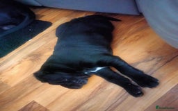 Cane Corso dogs for sale: Cane Corso puppies 14/11/25 - Image 19