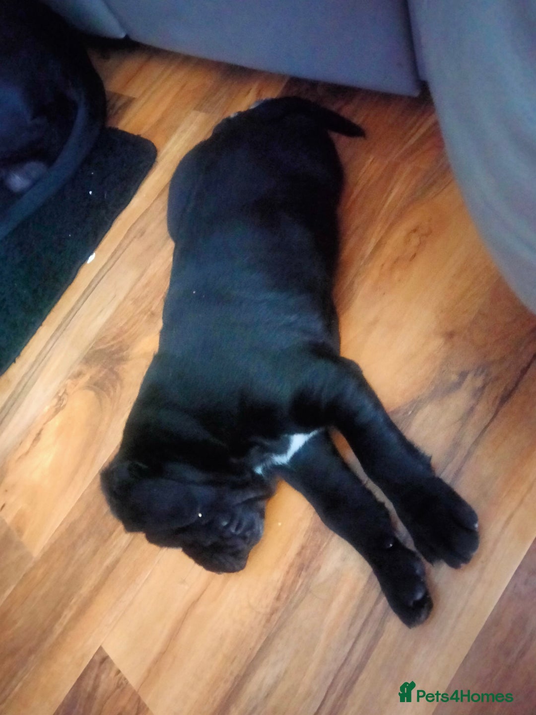 Cane Corso dogs for sale: Cane Corso puppies 14/11/25 - Image 19