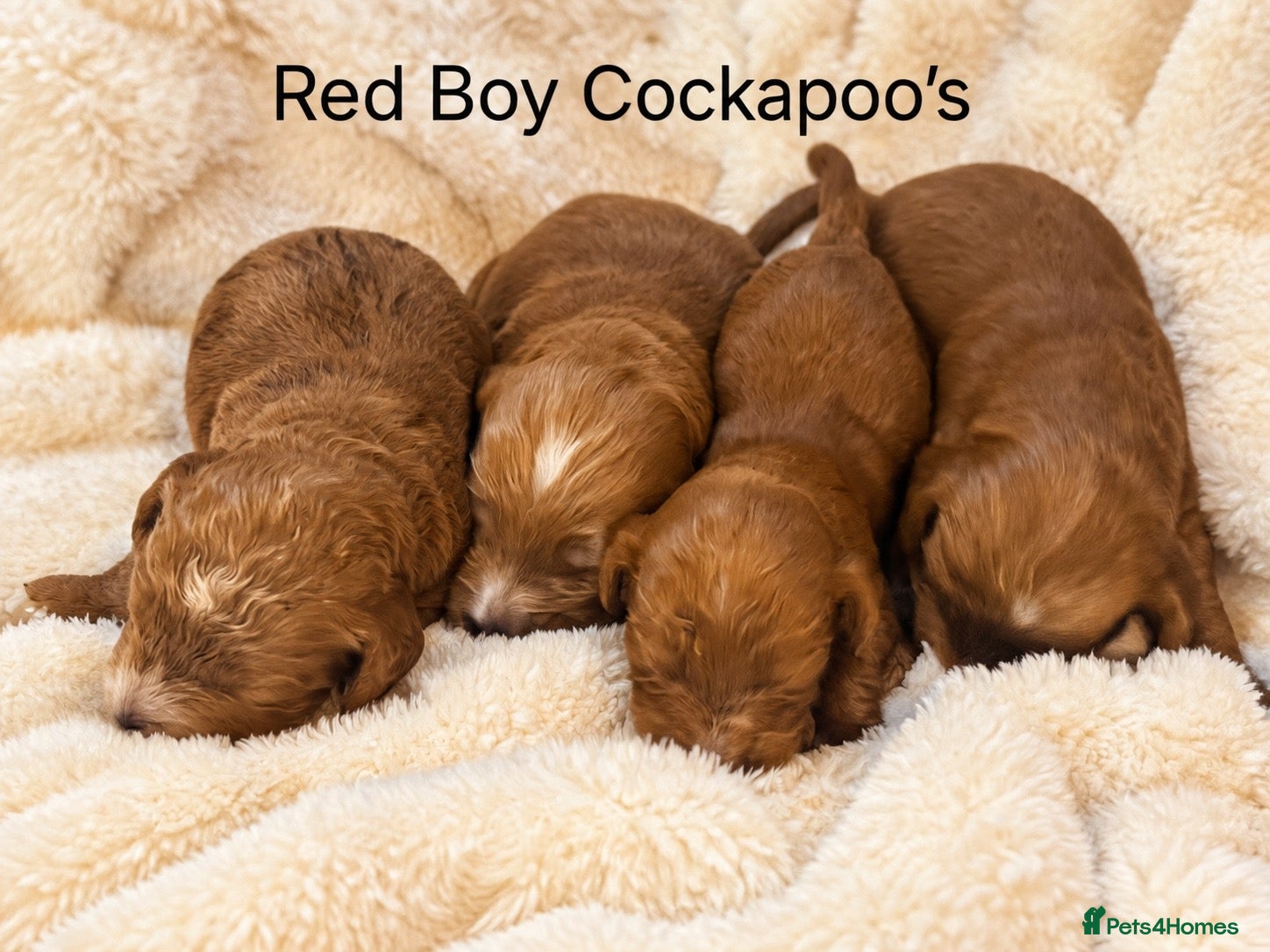 Cockapoo dogs Stunning Red F1 Cockapoo’s - Advert 2