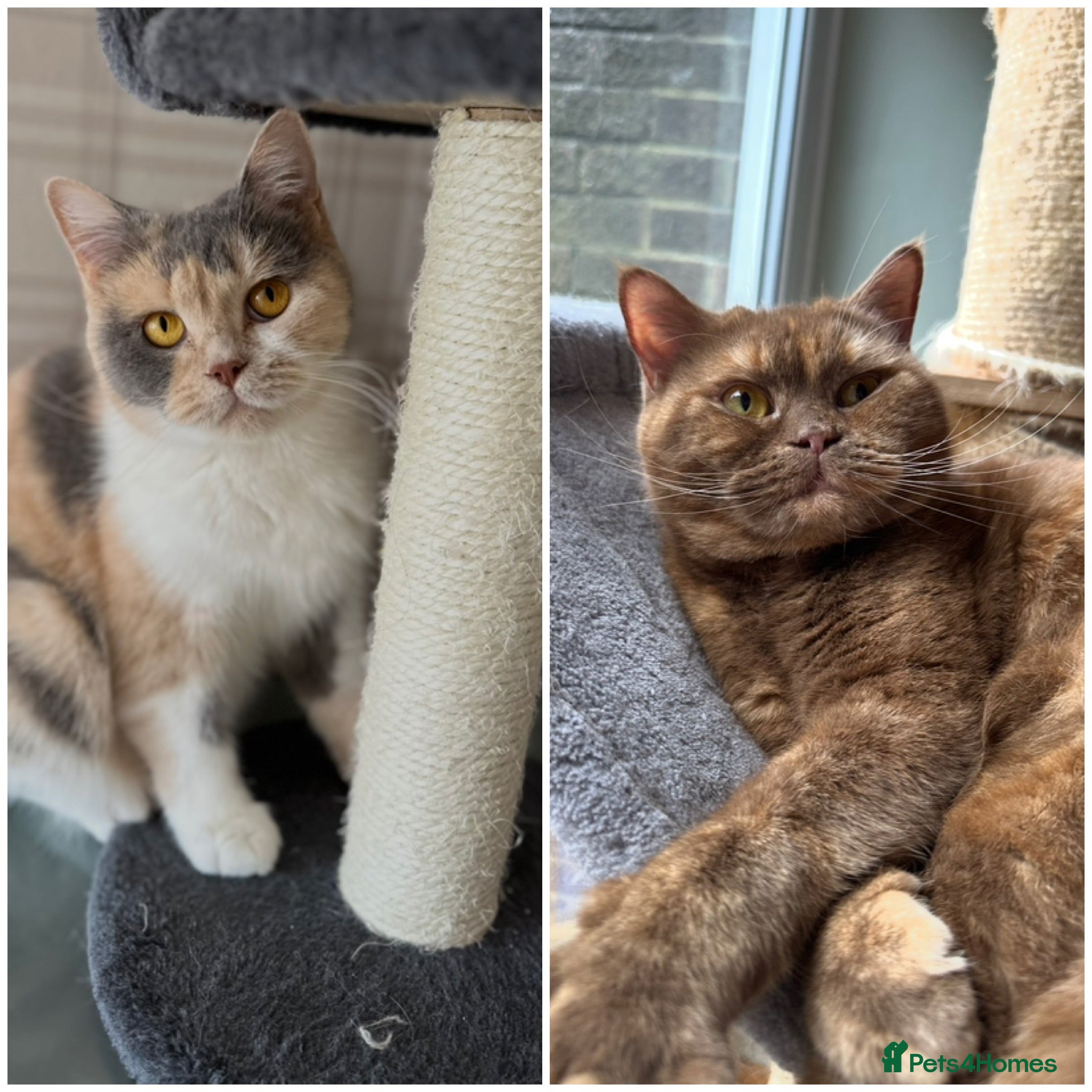 British Shorthair cats Nelly and Honey looking for forever home  - Advert 1