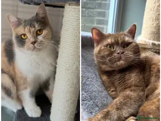 British Shorthair cats Nelly and Honey looking for forever home - Advert 1