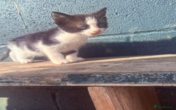 British Shorthair cats for sale: Beautiful twins kittens ready now   - Image 1