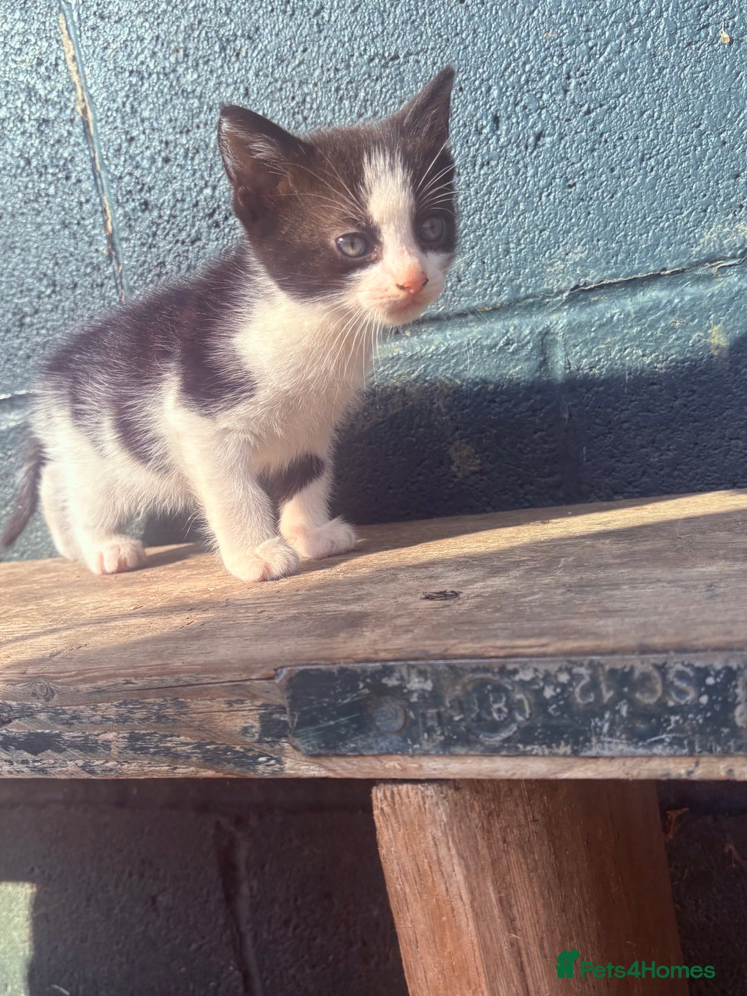 British Shorthair cats for sale: Beautiful twins kittens ready now   - Image 1