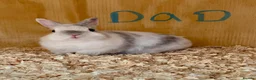 Netherland Dwarf rabbits for sale: Netherland dwarf baby rabbits  - Advert 8