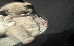 British Shorthair cats for sale: Charming British Shorthair Kittens - Image 8