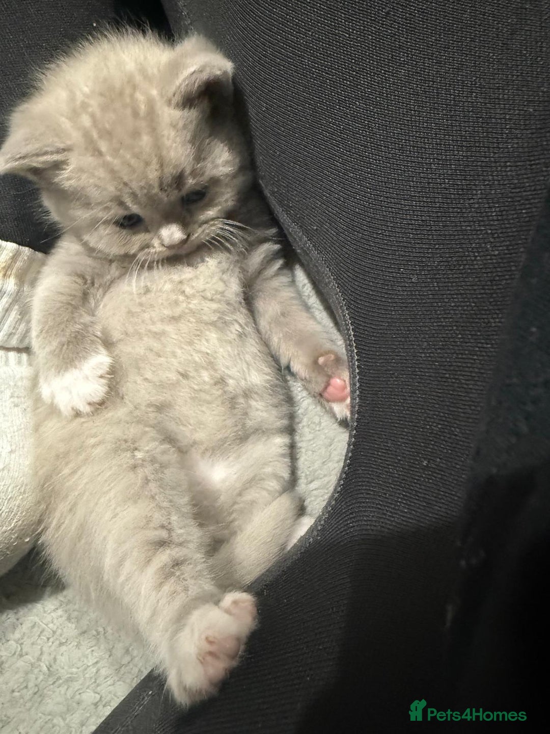 British Shorthair cats for sale: Charming British Shorthair Kittens - Image 8