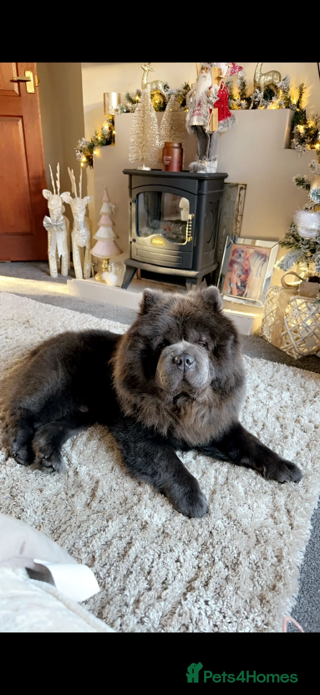 Chow Chow dogs for stud: Blue KC stud - Advert 1