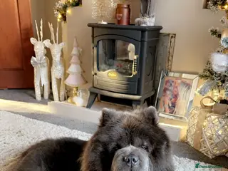 Chow Chow dogs Blue KC stud - Advert 5