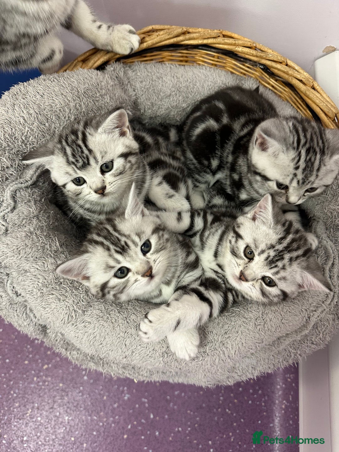 British Shorthair cats for sale: BSH stunning Silver Tabby kittens - Advert 12