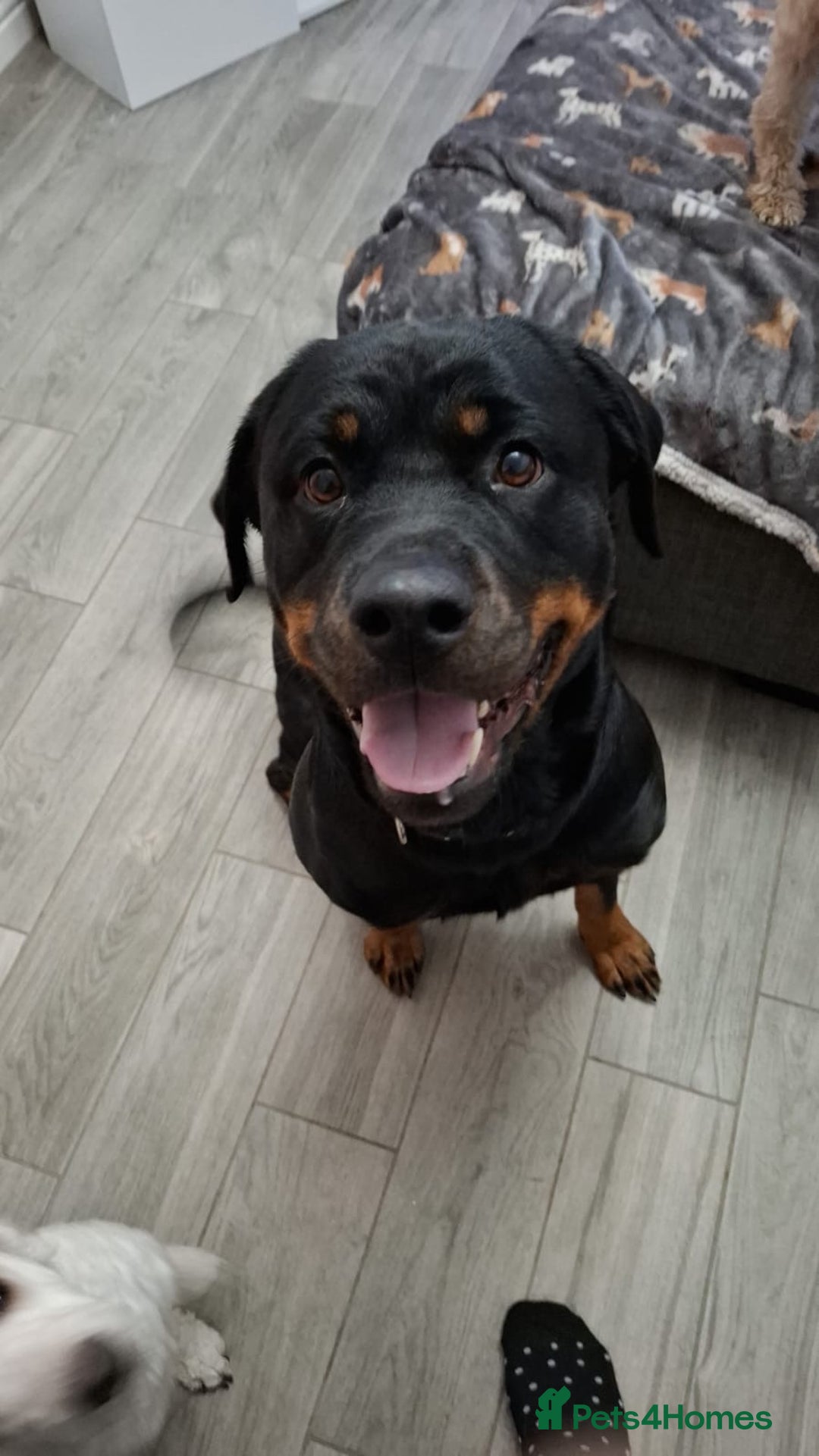 Rottweiler dogs for sale: 3 year old female Rottweiler  - Image 4