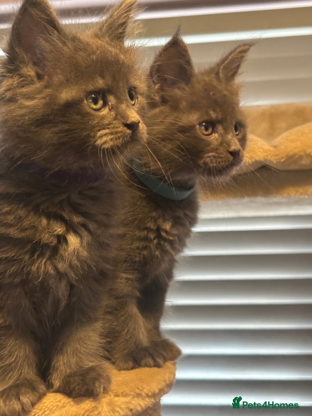 Maine Coon cats for sale: Blue Maine Coon Kittens – Active TICA Registered  - Advert 12