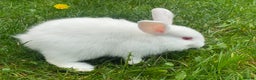 Mixed Breed rabbits for sale: Baby rabbits mixed - Advert 2