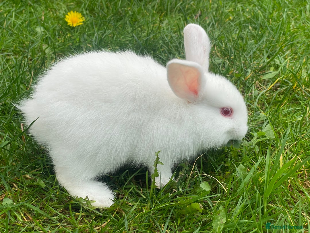 Mixed Breed rabbits for sale: Baby rabbits mixed - Advert 2