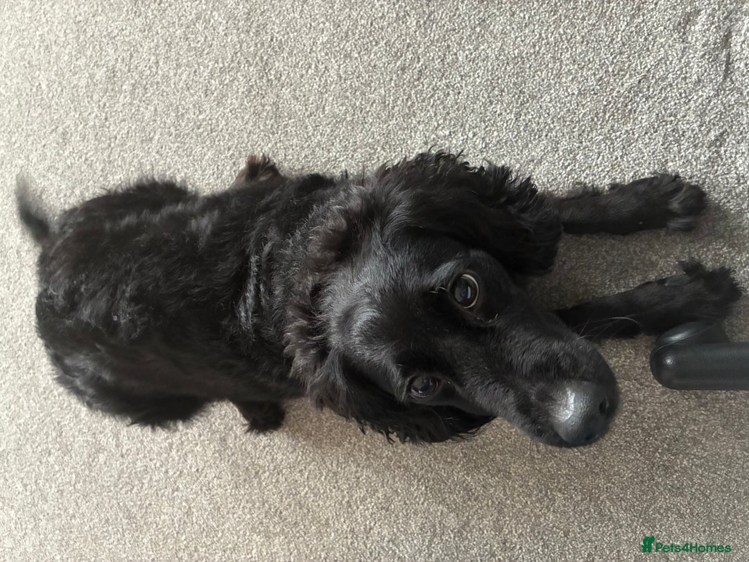 Cockapoo dogs for sale: 2 y/o cockapoo  - Advert 2