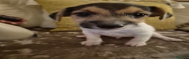 Jack Russell Puppy 1