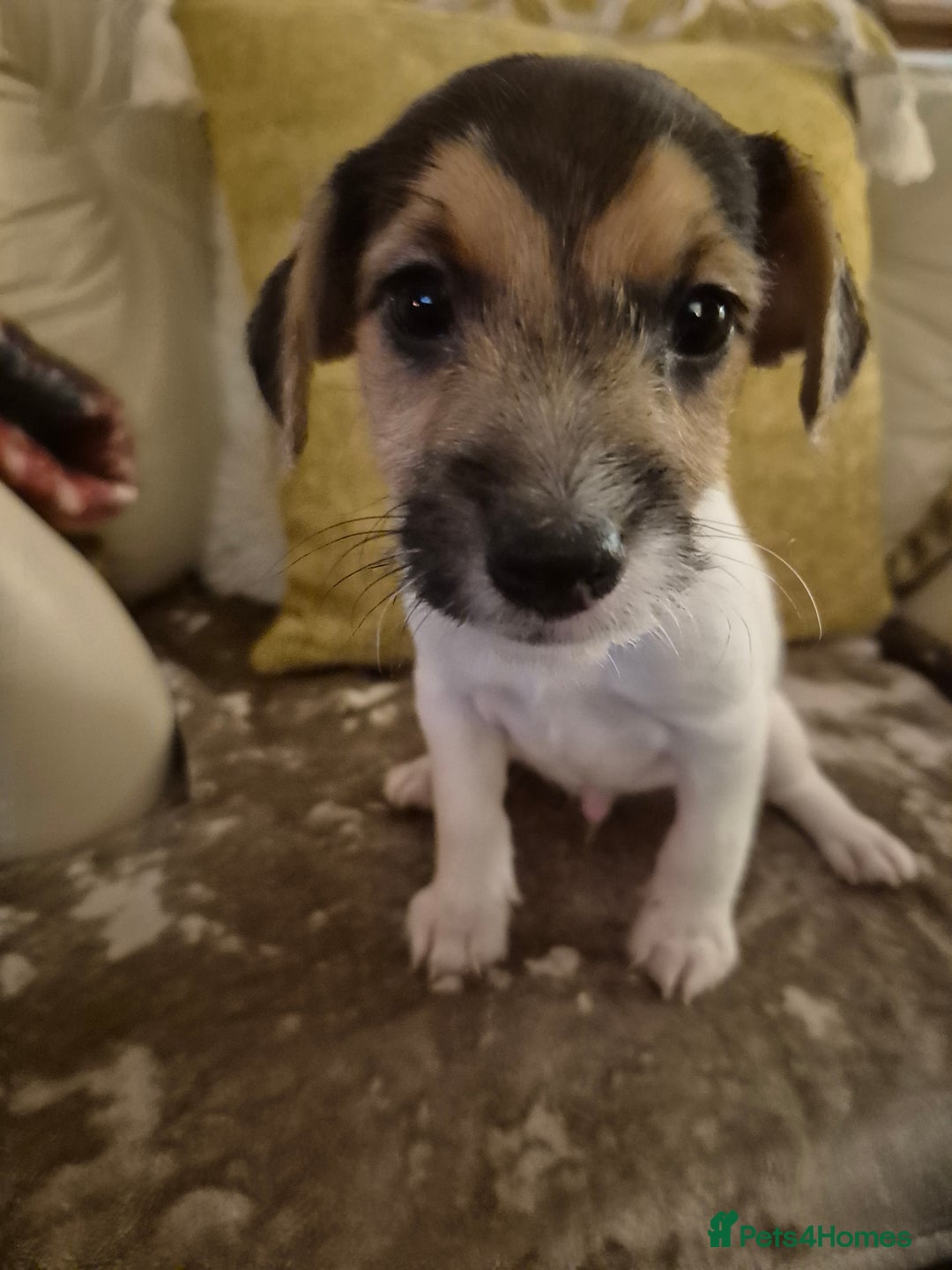 Jack Russell dogs for sale: Jack Russell boys ready now  **  - Advert 5