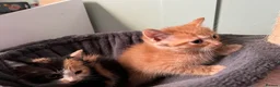 Mixed Breed cats for sale: 3 beautiful kittens  - Advert 8