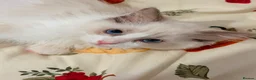 Ragdoll cats for sale: 1 Tica reg kitten left looking for a home  - Advert 3