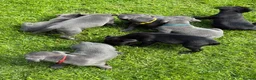 Staffordshire Bull Terrier dogs for sale: Staffy pups, KC reg, excellent pedigree  - Advert 4