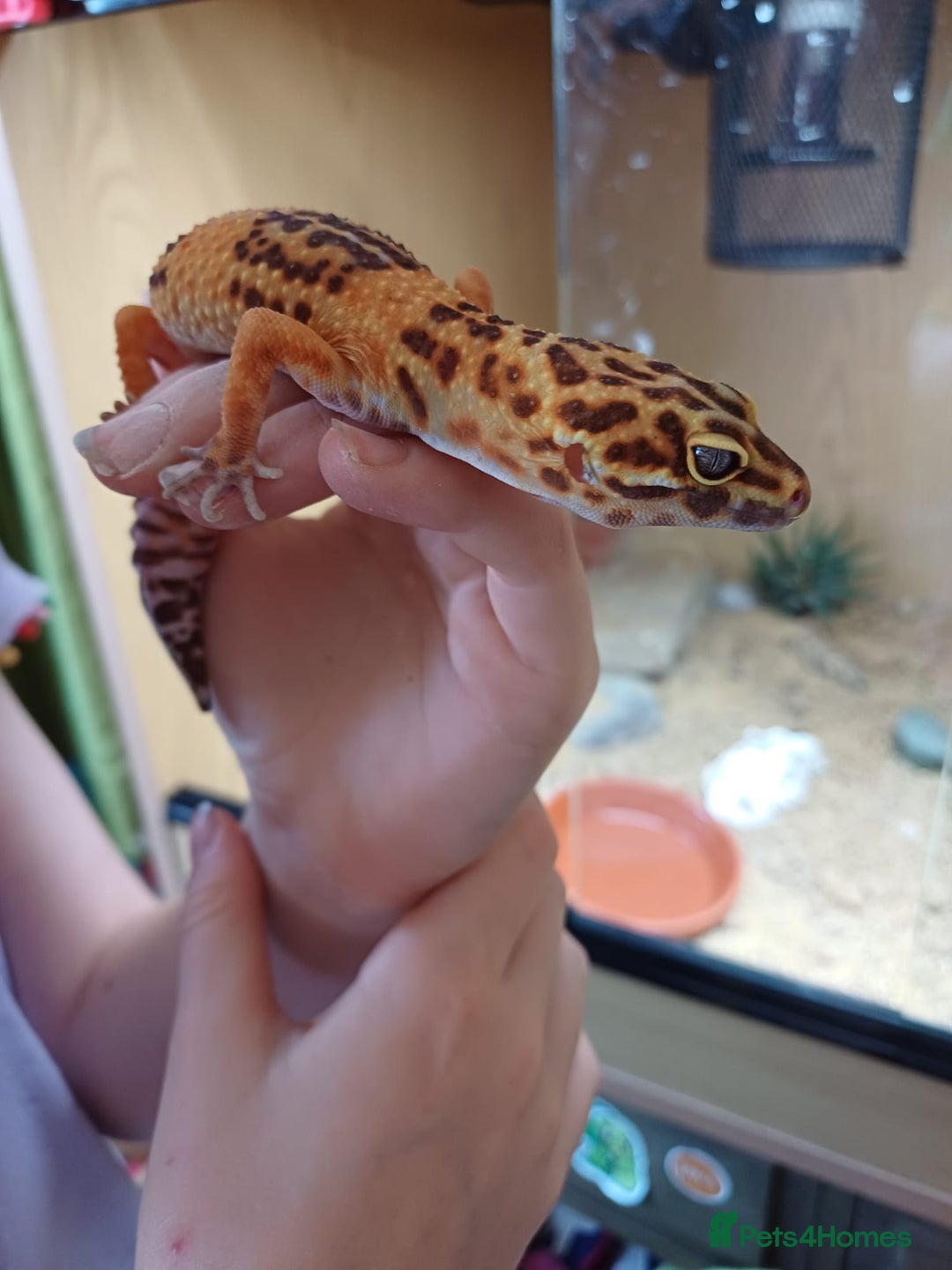 Leopard Gecko reptiles for sale: Leopard Gecko 16mnths old Female - Advert 5