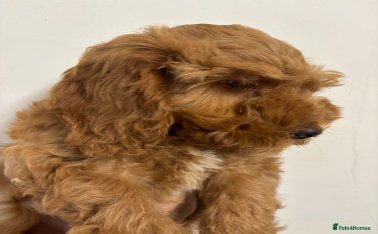 Cockapoo dogs - Advert 4