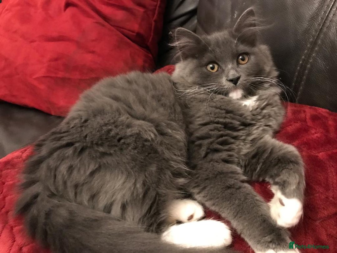 Mixed Breed cats for sale: 2 little fluffy kittens - Image 4