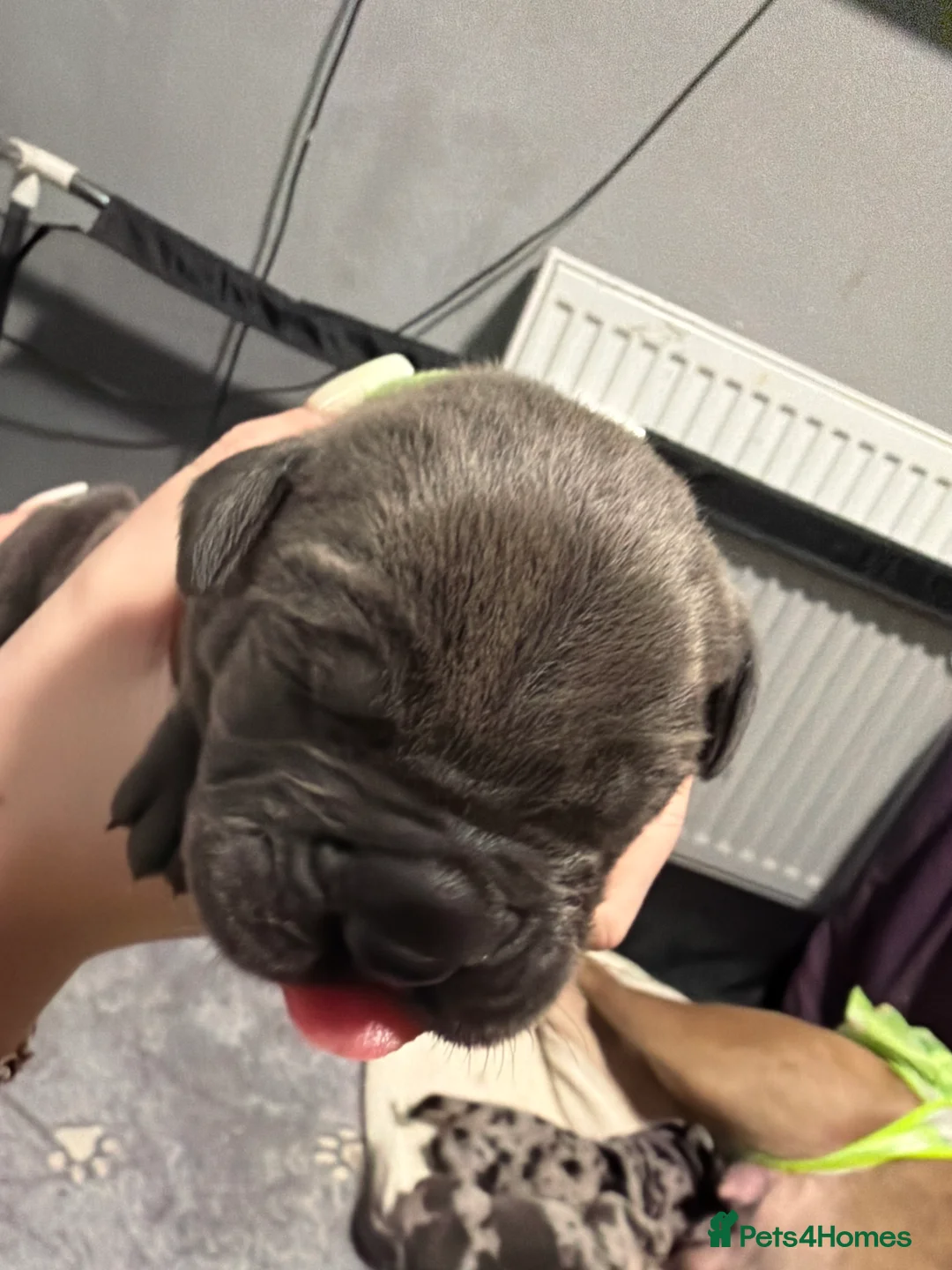 Cane Corso dogs for sale: Nearly ready * Beautiful chunky Cane Corso litter* - Advert 12