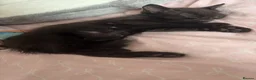 Domestic Shorthair cats for sale: All black female for new home  - Advert 2