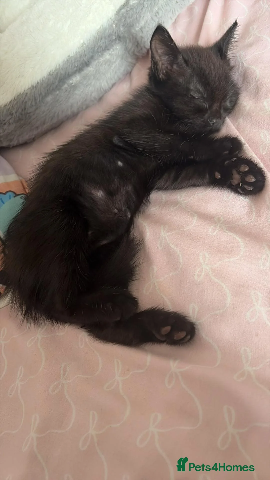 Domestic Shorthair cats for sale: All black female for new home  - Advert 2
