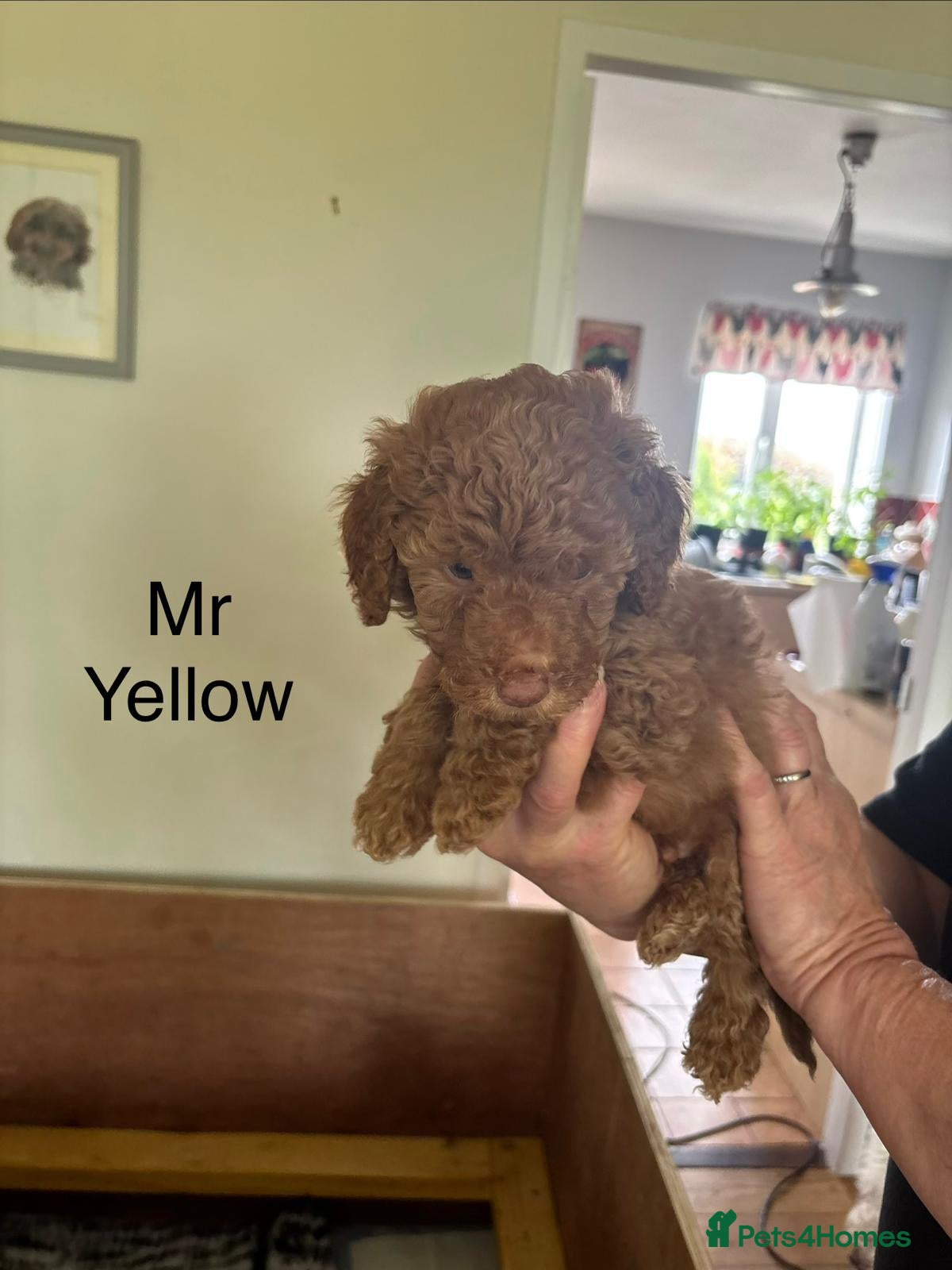 Mixed Breed dogs for sale: Moyen/miniature poodle - Advert 10